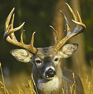 Meet your Posher, Joshua